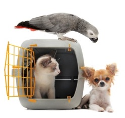 Pets around carrier