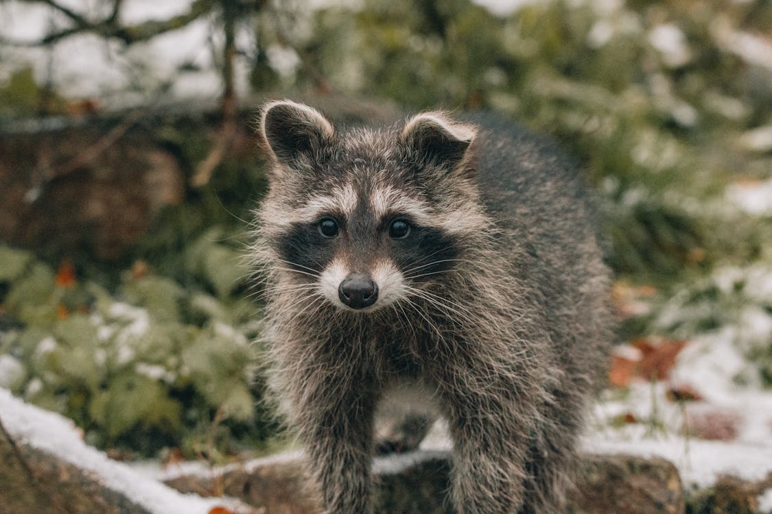 A raccoon