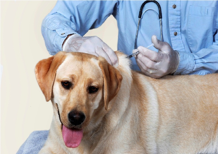 Pet vaccinations