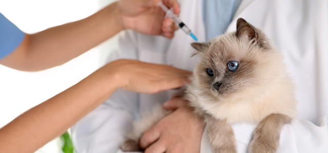 Healthy Pets Healthy Families - Vaccine-preventable diseases