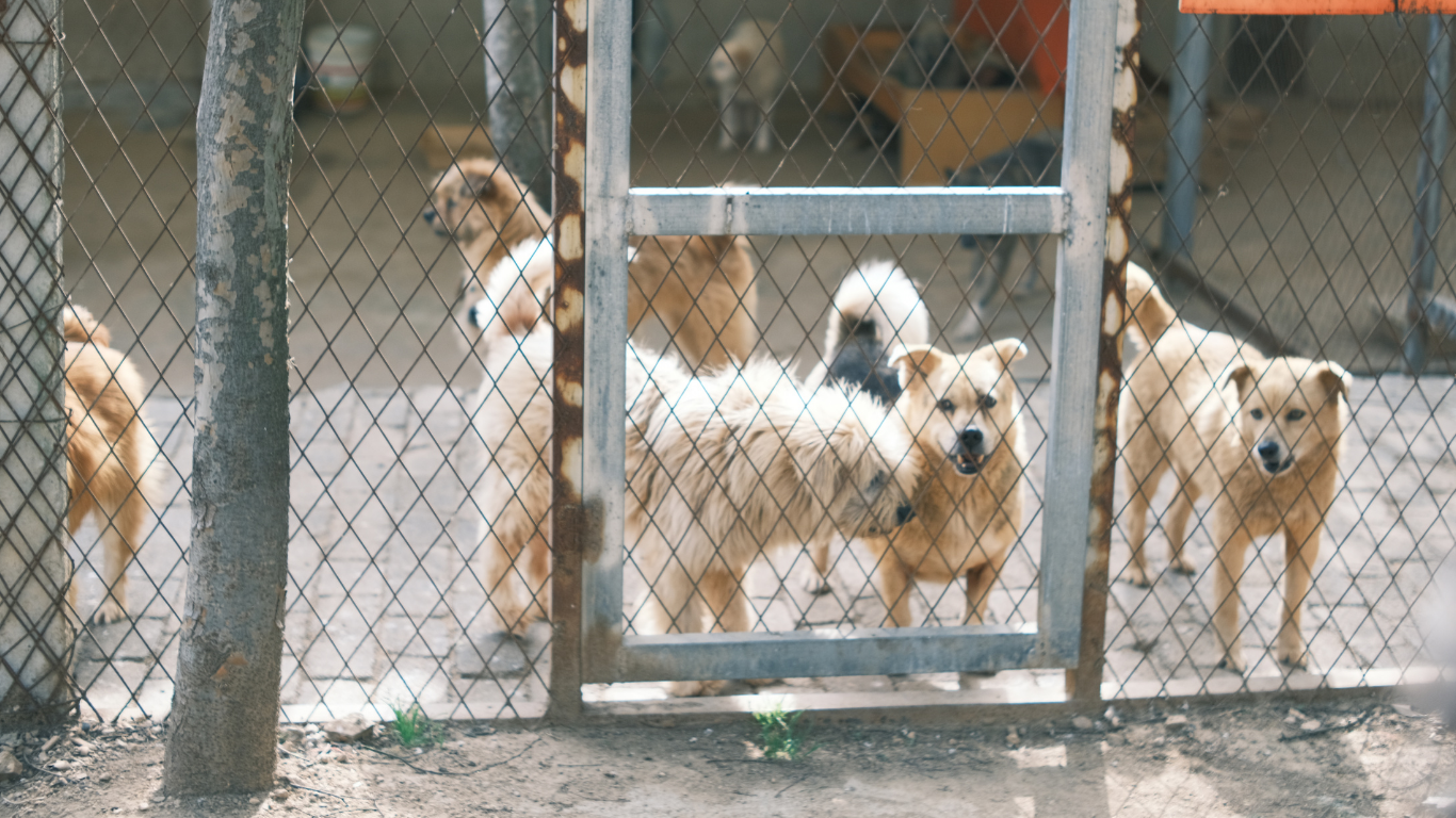 Dogs in a rescue or shelter setting behind a chain-link fence