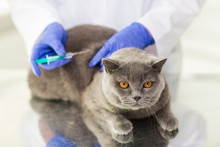 cat getting vaccination