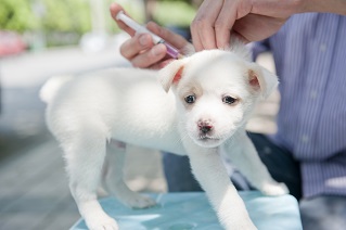 puppy getting vaccinated