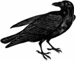 crow