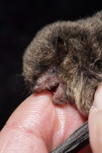 A bat being held with bare hands, showing how small the animal is