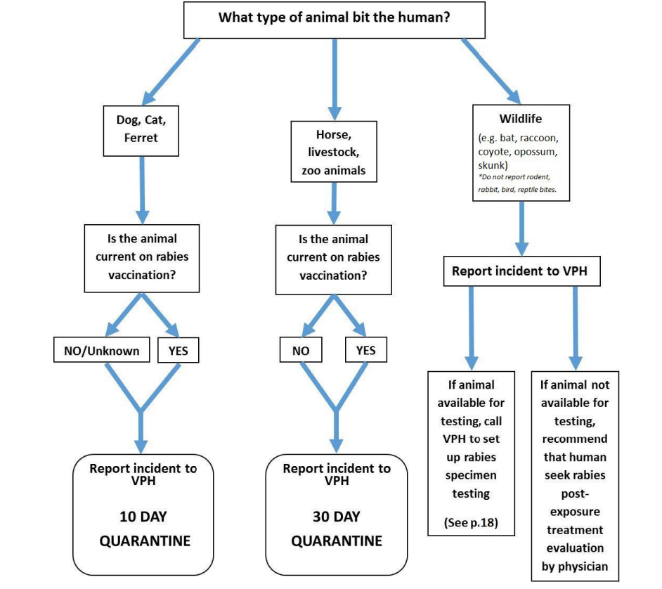 Flowchart: quarantine decisions when an animal bites a human