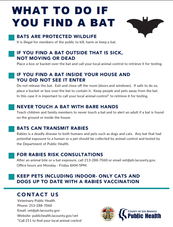 What to do if you find a bat poster thumbnail